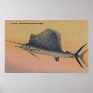 Sailfish from Gulf Stream, FloridaFlorida Poster