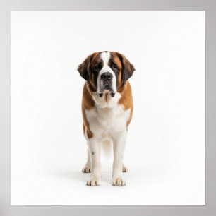 Saint Bernard Art Poster