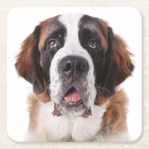 Saint Bernard Gift Puppy Dog Lover St Bernard Square Paper Coaster