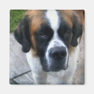 Saint Bernard Photo Square Magnet