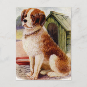 Saint Bernard Postcard