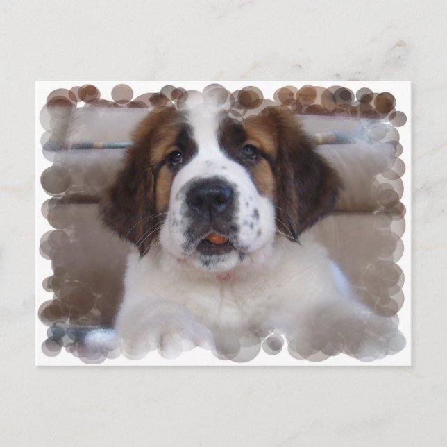 Saint Bernard Postcard (Front)