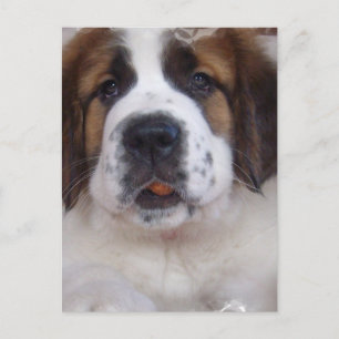 Saint Bernard Postcard