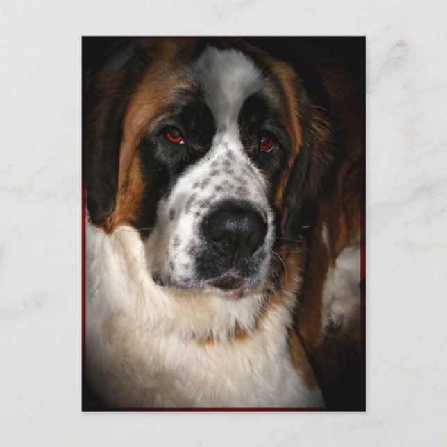 Saint Bernard Postcards 2 (Front)