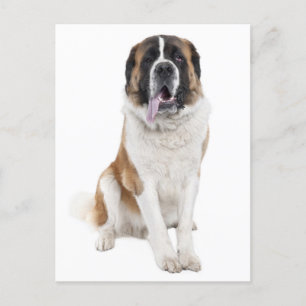 Saint Bernard Puppy Dog Blank Postcard