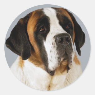 Saint Bernard Puppy Dog  Sticker / Label