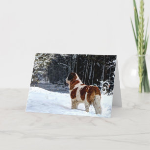 Saint Bernard snow photographic Christmas greeting Holiday Card