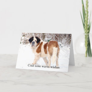 Saint Bernard snow photographic Christmas greeting Holiday Card