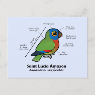 Saint Lucia Amazon Statistics Postcard