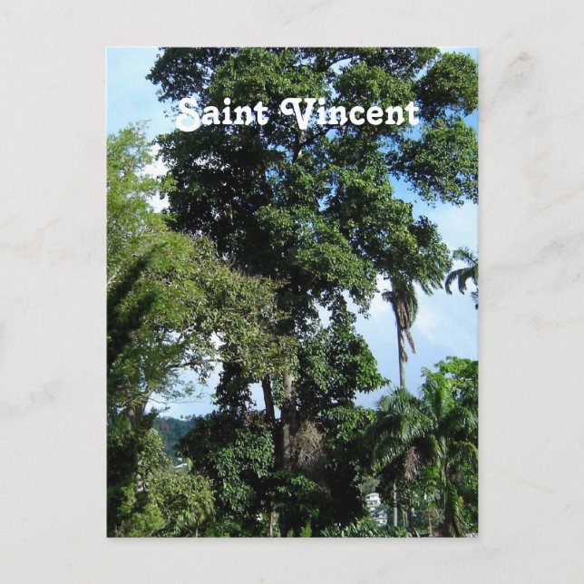 Saint Vincent Island Postcard (Front)