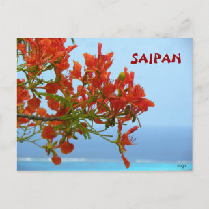 Saipan Flame Blossoms On An Ocean Of Blue Postcard