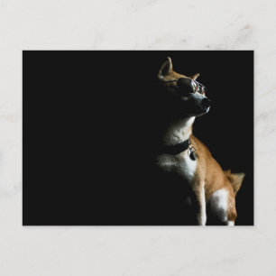 Saké Suave Postcard