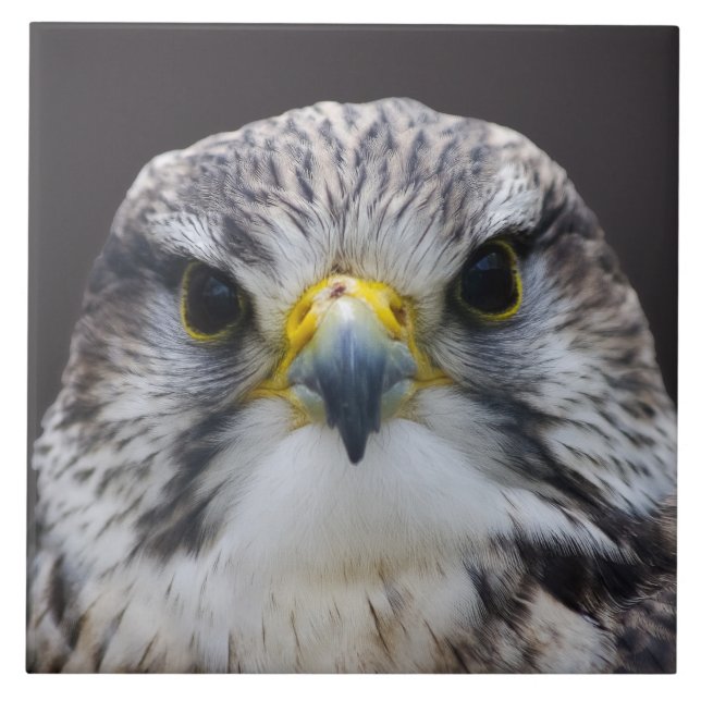 Saker falcon ceramic tile (Front)