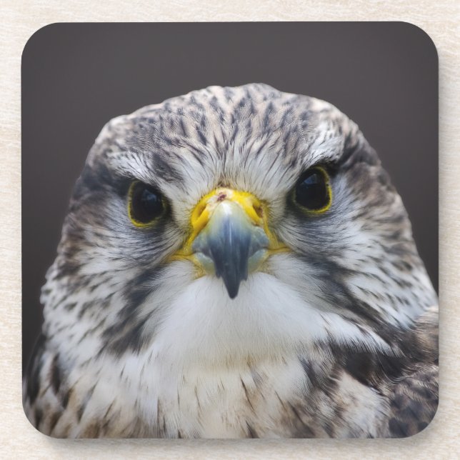 Saker falcon coaster (Front)