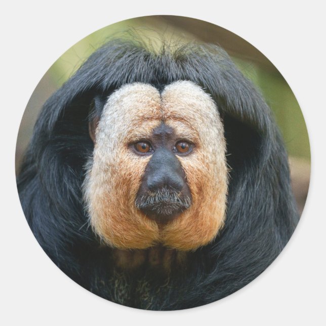 Saki Monkey with Intense Stare Classic Round Sticker (Front)