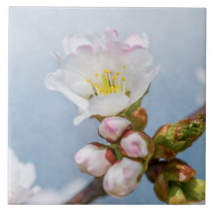 Sakura Blossom Ceramic Tile