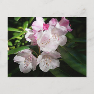 Sakura Cherry Blossom #2 Postcard