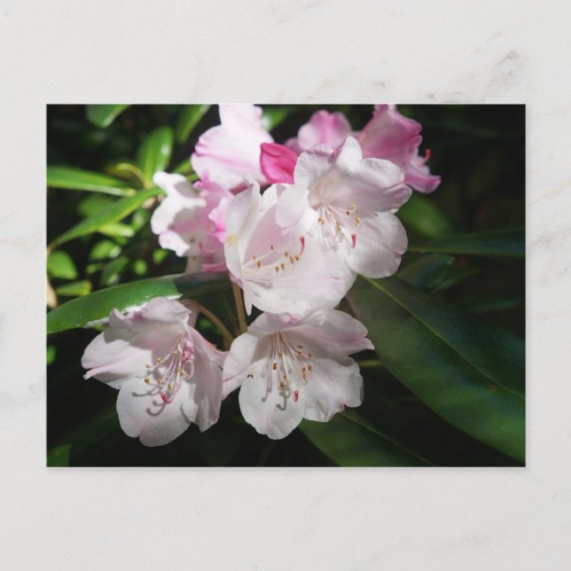 Sakura Cherry Blossom #2 Postcard (Front)