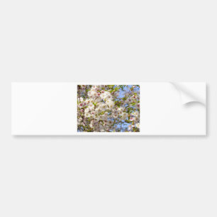 Sakura Cherry Blossom Japan Kyoto Bumper Sticker