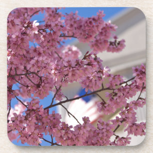 Sakura Cherry Blossoms Americana Coaster