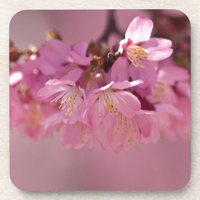 Sakura Cherry Blossoms Delicate Pink Bouquet Coaster (Front)