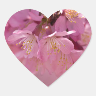 Sakura Cherry Blossoms Delicate Pink Bouquet Heart Sticker