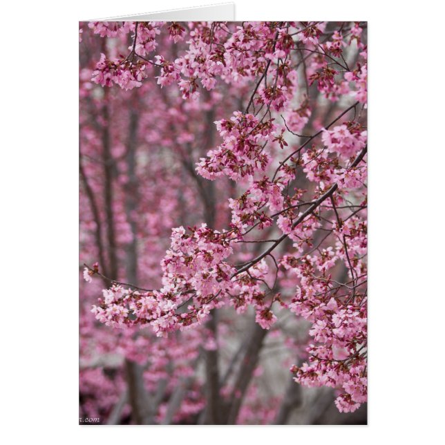 Sakura Cherry Blossoms Flowing Pink (Front)