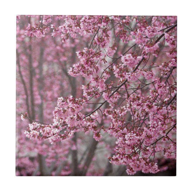 Sakura Cherry Blossoms Flowing Pink Ceramic Tile (Front)