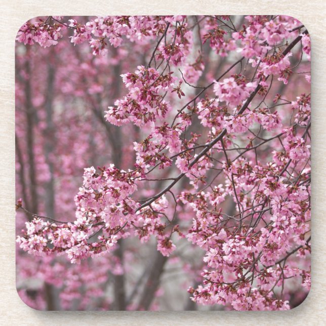 Sakura Cherry Blossoms Flowing Pink Coaster (Front)