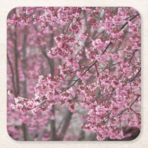 Sakura Cherry Blossoms Flowing Pink Square Paper Coaster
