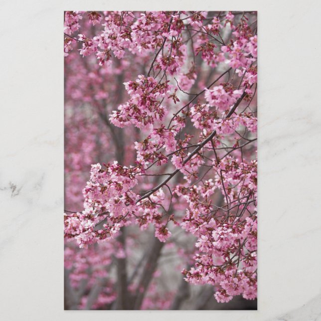 Sakura Cherry Blossoms Flowing Pink Stationery (Front)