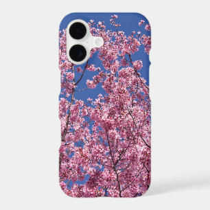 Sakura Cherry Blossoms Into The Blue