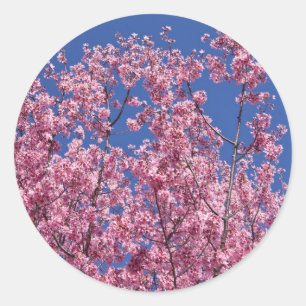 Sakura Cherry Blossoms Into The Blue Classic Round Sticker