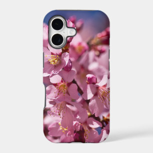 Sakura Cherry Blossoms Kissed by Sunlight