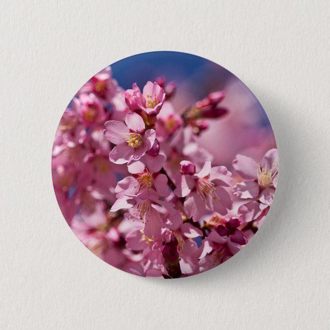 Sakura Cherry Blossoms Kissed by Sunlight 6 Cm Round Badge (Front)