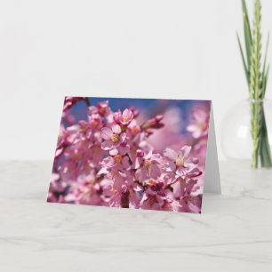 Sakura Cherry Blossoms Kissed by Sunlight Card