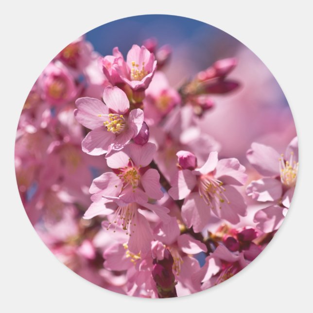 Sakura Cherry Blossoms Kissed by Sunlight Classic Round Sticker (Front)