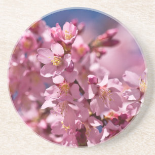 Sakura Cherry Blossoms Kissed by Sunlight Coaster