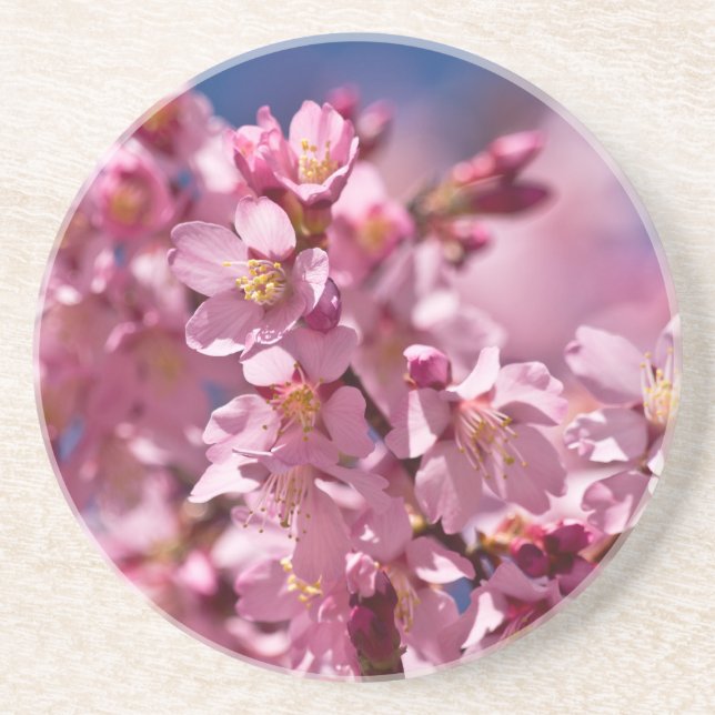 Sakura Cherry Blossoms Kissed by Sunlight Coaster (Front)