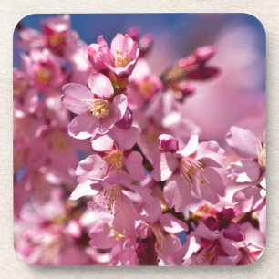 Sakura Cherry Blossoms Kissed by Sunlight Coaster