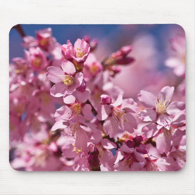 Sakura Cherry Blossoms Kissed by Sunlight Mouse Pad (Front)