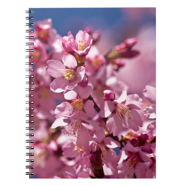 Sakura Cherry Blossoms Kissed by Sunlight Notebook (Front)