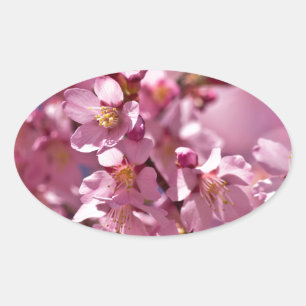 Sakura Cherry Blossoms Kissed by Sunlight Oval Sticker