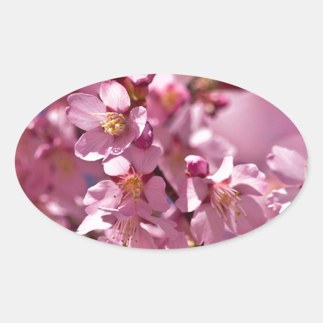Sakura Cherry Blossoms Kissed by Sunlight Oval Sticker (Front)