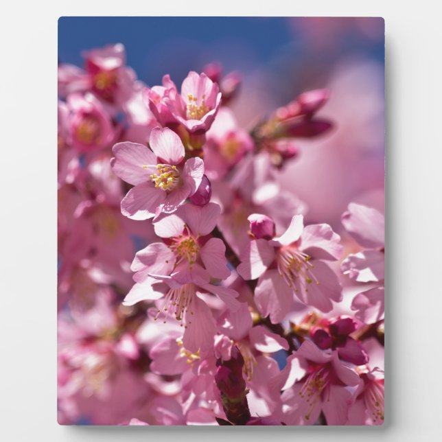 Sakura Cherry Blossoms Kissed by Sunlight Plaque (Front)