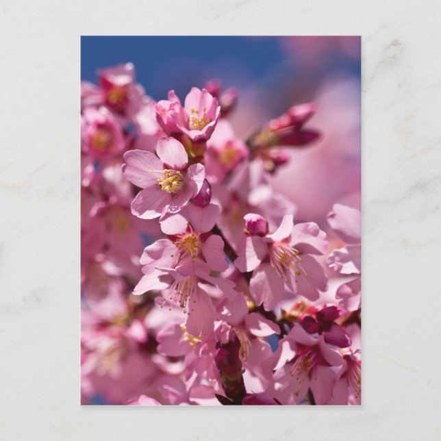 Sakura Cherry Blossoms Kissed by Sunlight Postcard (Front)