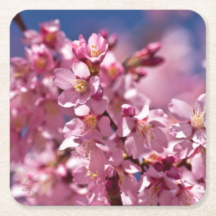 Sakura Cherry Blossoms Kissed by Sunlight Square Paper Coaster
