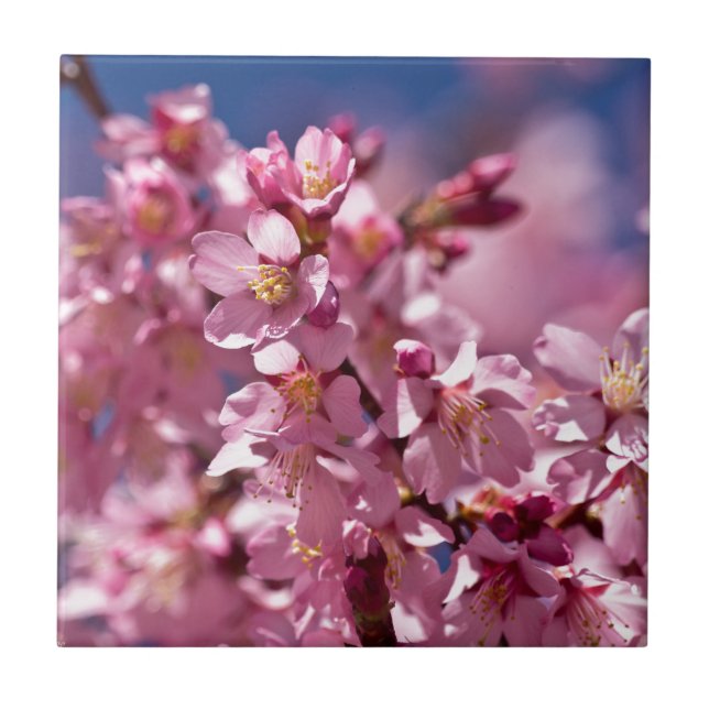 Sakura Cherry Blossoms Kissed by Sunlight Tile (Front)