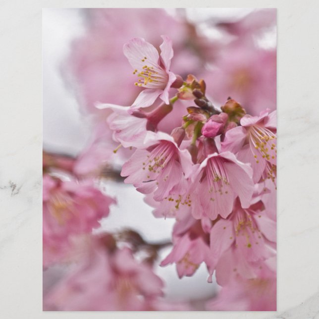 Sakura Cherry Blossoms Pale Pink (Front)