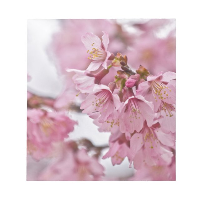 Sakura Cherry Blossoms Pale Pink Notepad (Front)